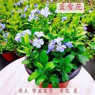 �{ѩ�������ٱ�������ֲ���mѩ���������҃��̨ͥԺ�����ļ�����