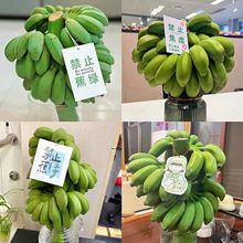 【禁止蕉绿】一整串带杆小米蕉香蕉芭蕉新鲜办公室桌面水培养绿植
