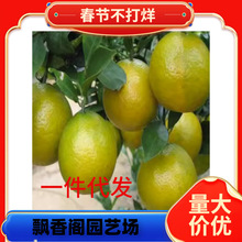 ɳ�ǽۘ�����������Ϸ������Nֲ���Ә���̽۹������޽�ɰ����