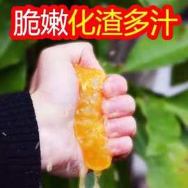 四川丑橘不知火橘子桔子柑橘丑桔3/5/10斤装丑柑水果新鲜一件包邮