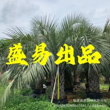 江苏布迪椰子基地批发 湖北布迪椰子树供应 浙江布迪椰子价格