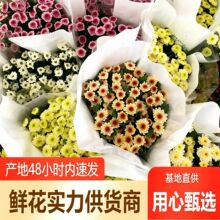 小雏菊鲜花小菊鲜花批发云南昆明基地鲜花直批婚庆布置摆摊用花