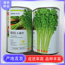 芹菜种子大肉水果西芹香芹种籽白芹家庭阳台盆栽耐热耐寒蔬菜榨汁