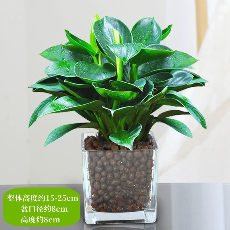 금다이아몬드 3개 25-30cm 사각원통유리 + 세람사이트 + 영양액