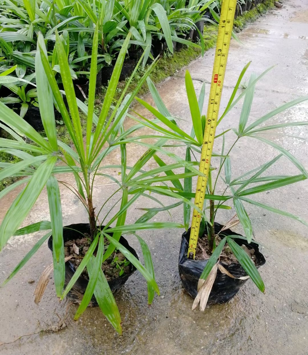 细叶棕竹 小叶棕竹 绿植阴生地被 中山基地供应-阿里巴巴