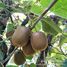 苗圃批发销售猕猴桃苗 供应品种多 奇异果树苗 猕猴桃苗价格实惠