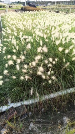 白穗狼尾草7斤袋