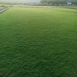 Taiwan Grass Manila Large Leaf Oil Grass Hawaiian Orchid Grass Roll Grass Block Lawn with Soil Real Turf Courtyard