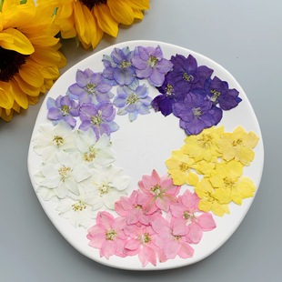 Feiyan Flower Dried Flower Embossed Flower Bookmark Gel Drop Mobile Phone Case Handmade DIY Photo Face Decorative Plant Specimen