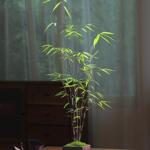 台湾内门竹盆栽竹子苗庭院观叶绿植室内阳台桌面绿植盆景好养