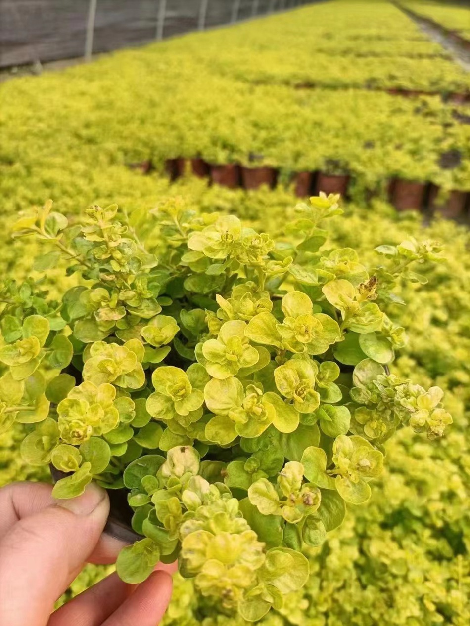 金叶过路黄 成都园林绿化植物 地被植物 花境植物 盆栽植物-阿里巴巴