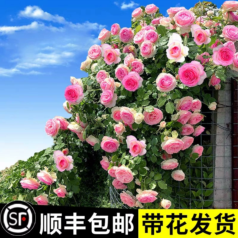 Хит продаж, саженцы виноградной розы, соковый балкон, разнообразный двор, цветущий в любое время года, ароматные вьющиеся саженцы европейской розы.