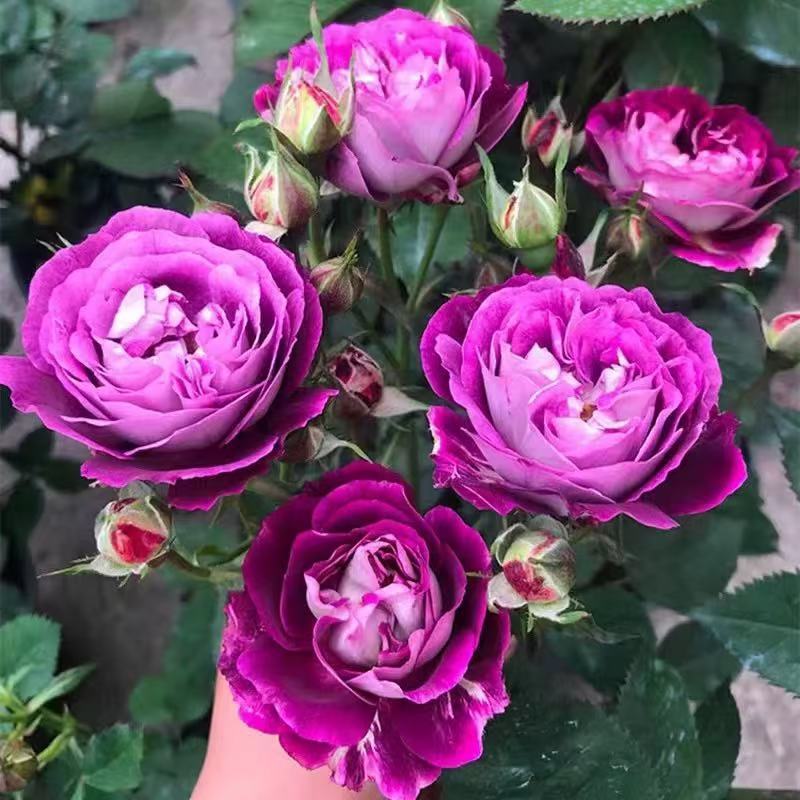 四季咲きのバラの花苗、特大の花つる苗、屋内外のバルコニー鉢植えバラ|undefined