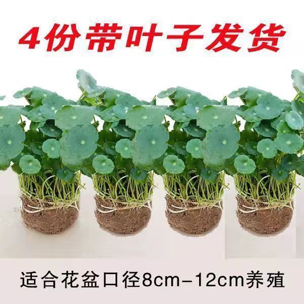 기간 한정 베스트셀러 큰잎동전풀 4화분 + 입자수수료