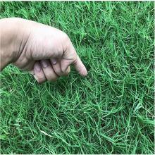 草坪种子庭院别墅美国四季青狗牙根草籽耐热护坡不修剪草坪种子优