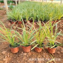 金边阔叶麦冬工程绿化苗木阔叶麦冬草苗青州基地批发麦冬苗