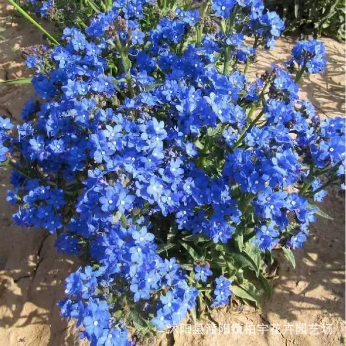 Семена южноафриканской травы «коровий язык» для выращивания в горшках, легко выращиваются на открытом воздухе во дворах и на балконах круглый год, подходят для создания цветочных ландшафтов. Семена термостойкие и просты в выращивании.