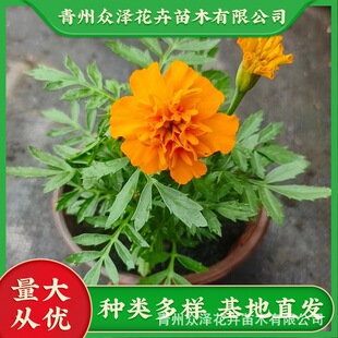 �f�۾� ���ɻ��ܷNֲ����2026����Ʒ   �����^�p����[��ɫ