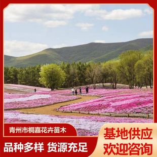 Base Supply Flower Sea Landscape Flower Seedlings Phlox Zhiying Seedlings Jungle Ground Cover Grass Flower
