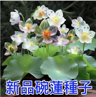 ��ɏ�Nˮϵ����ˮ�B�Gֲ���Bֳ˯ɏ�ɻ��o�����Ի���