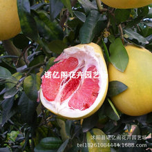 ���Ә���޽�ɳ���֘���t���Ә������t�������Ϸ��Nֲ�����~����