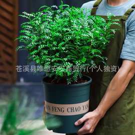 基地现发九里香清香胡椒木盆栽花卉室内老桩驱蚊草植物盆景绿植