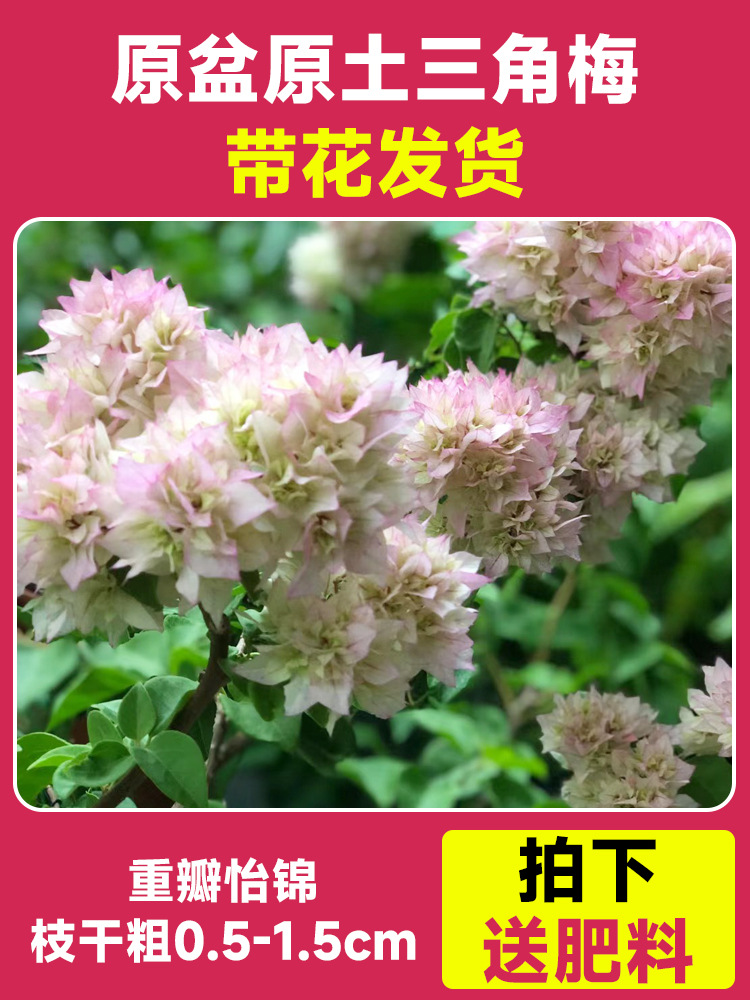 이중잎 이진모종은 약 45~50cm [사계절 내내 꽃이 핀다] (꽃이 담긴 원래 화분에 담겨 배송)