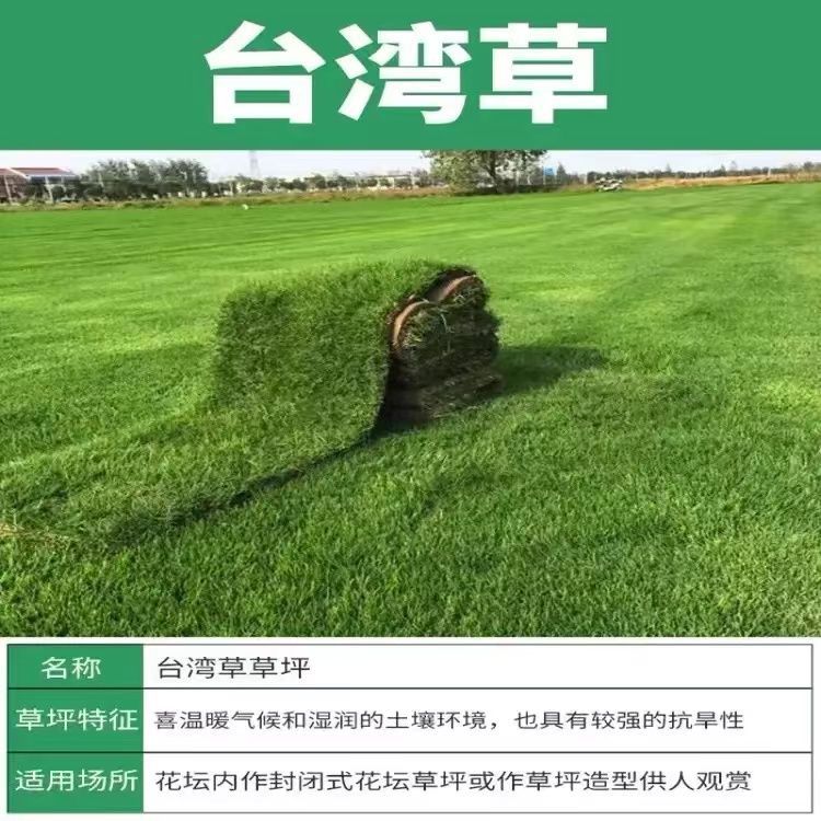 엔지니어링 지정(대만*잔디) 6655+