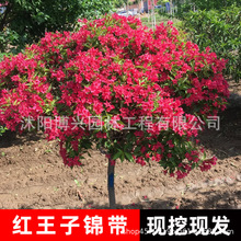 红王子锦带树苗园林观赏植物耐寒五彩锦带球花卉  高杆红花锦带