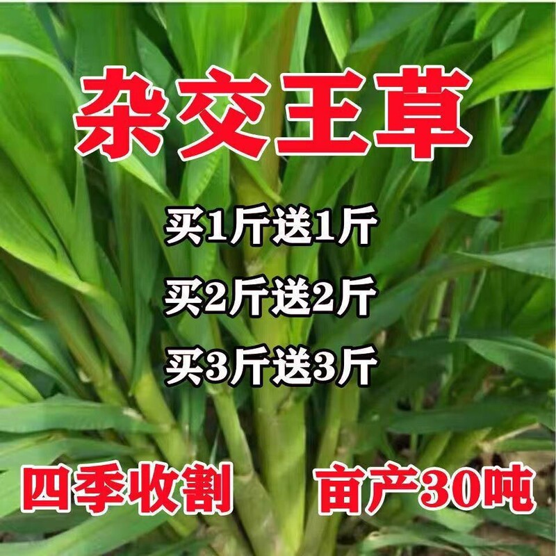 Hybrid High-Yield Sudan Grass Seeds, Four-Season High-Yield Forage Seeds for Feeding Pigs, Cattle, Sheep, Fish, and Rabbits