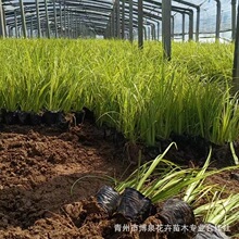 金叶石菖蒲 金线菖蒲 基地批发 多年生常绿草本花坛花境植物