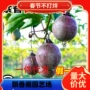 北方南方不断嫁接树苗