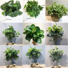 仿真绿萝叶 植物墙假叶家居装饰长春叶拍照道具植物仿真园林绿化