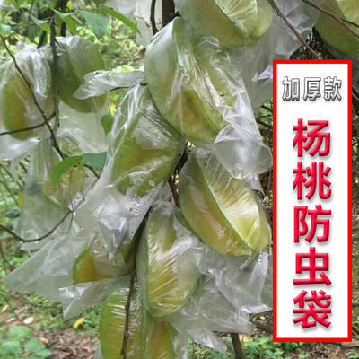 thickening Carambole Pest control Fruit Bag Pest control Bird Grow protect transparent Film Dedicated ventilation currency Bagging