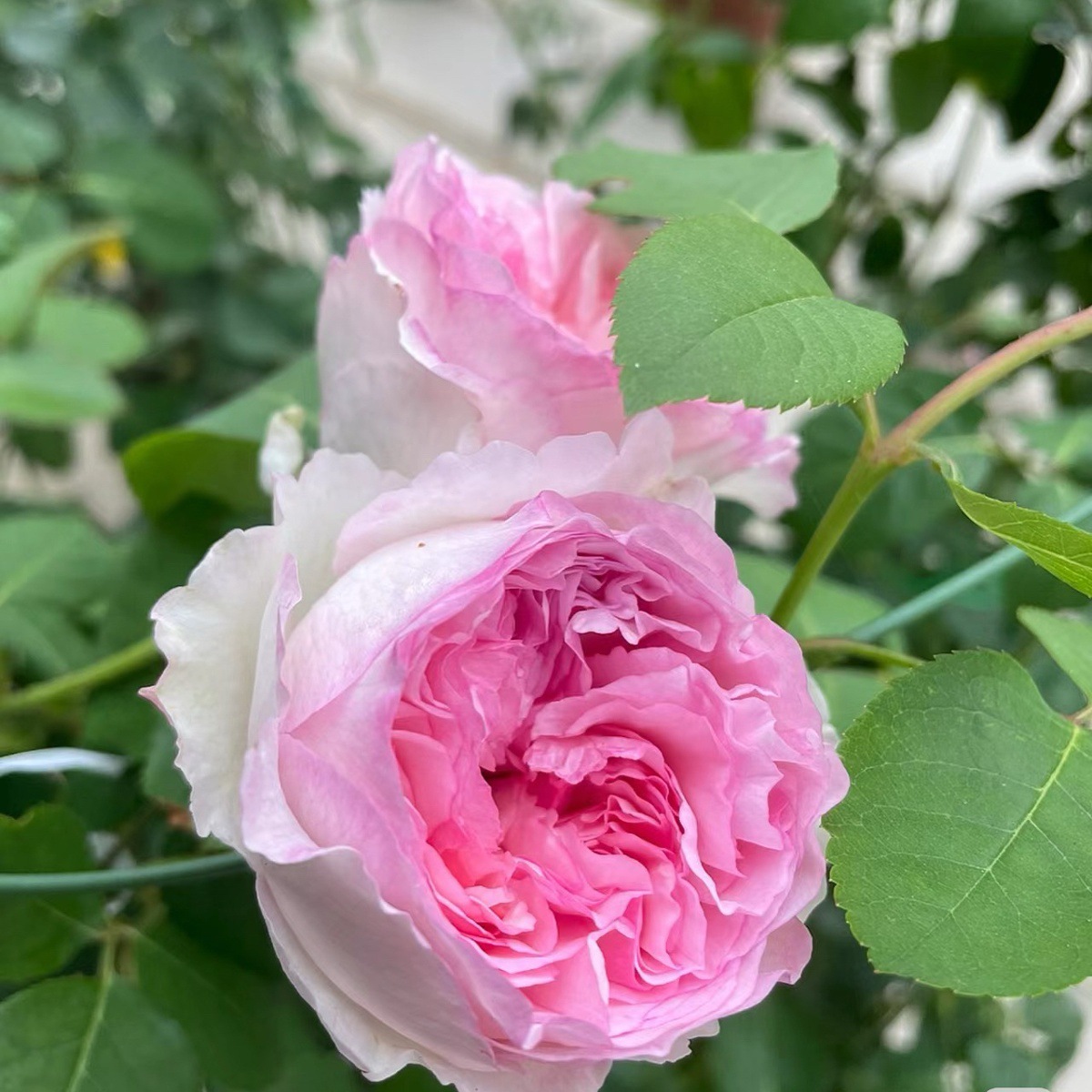 마이 하트 [큰 꽃 가벼운 향기] 샤오미아오