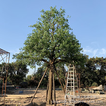 高尺寸仿真马醉木吊钟树橄榄树园林景区装饰假树公园小区绿化树