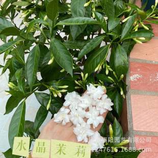 ˮ���������԰׶��㻨�҃Ȼ����̨�Gֲ�ļ��_���������{�^��ֲ��