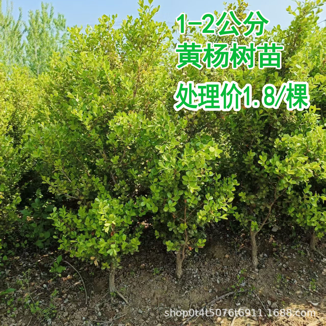 黄杨苗瓜子小叶黄杨大叶黄杨球冬青庭院阳台绿化四季绿篱树苗
