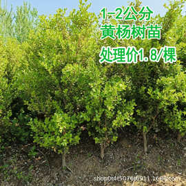 黄杨苗瓜子小叶黄杨大叶黄杨球冬青庭院阳台绿化四季绿篱树苗