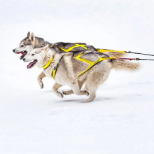 狗狗户外雪橇胸背带狗狗负重训练牵引带哈士奇萨摩滑雪板车牵引绳