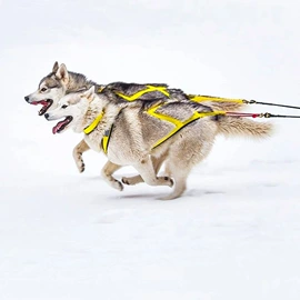 狗狗服装;狗狗牵引