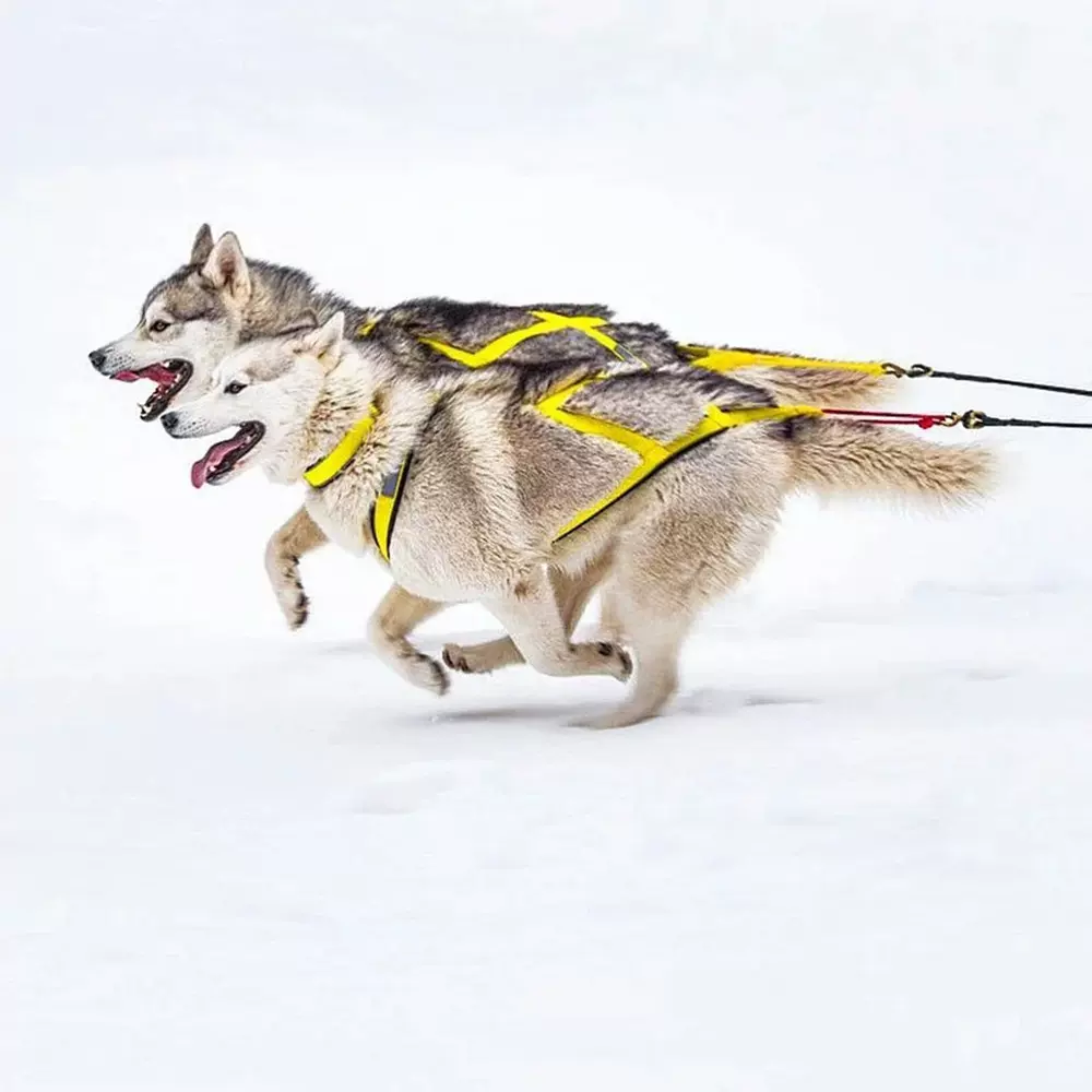 狗狗户外雪橇胸背带狗狗负重训练牵引哈士奇萨摩阿拉斯加拉车胸背