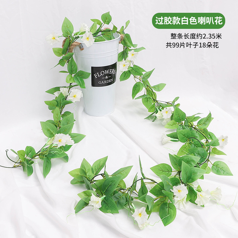 화이트