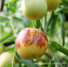 无核冰糖脆枣当年结果特大嫁接无核枣苗盆栽地栽南北方果树苗大全