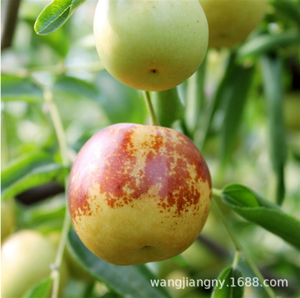 无核冰糖脆枣当年结果特大嫁接无核枣苗盆栽地栽南北方果树苗大全