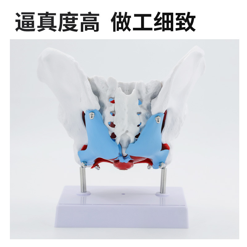 Ů�Թ���ģ����׼�ģ�� �ӹ��������� ��Ѫ�� �ṹ������չʾ