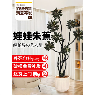 �����콶�Gֲ���Կ͏d�k���҃ȴ���ֲ�����ʽ���~���������B��