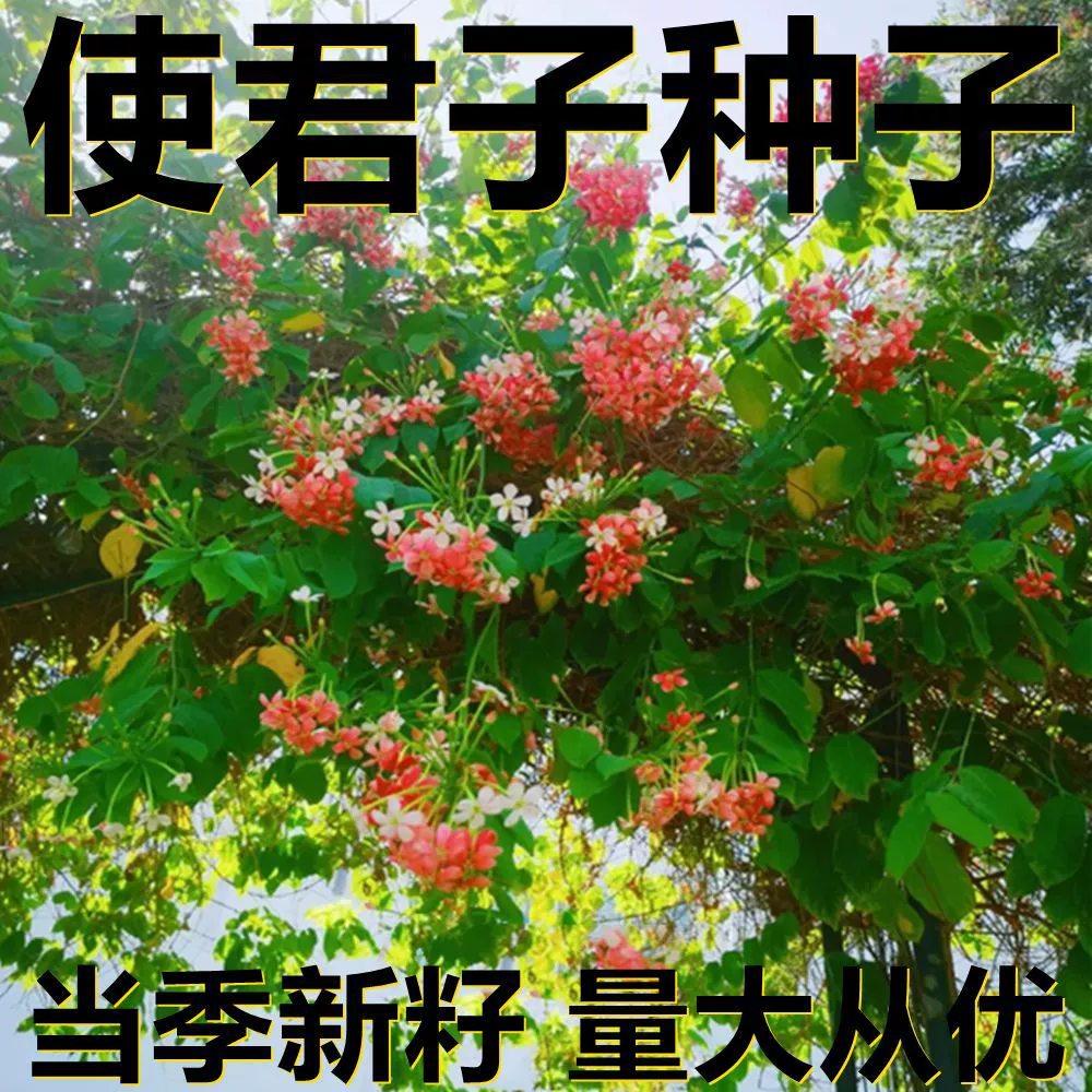 Семена папайи Карика 250-500г в мешках оптом, прямые поставки с места происхождения, сезонные новые семена, семена садовых растений