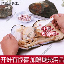 珍珠蚌自己开蚌取珍珠淡水活蚌壳河蚌多珠单珠鲜活真空打批发