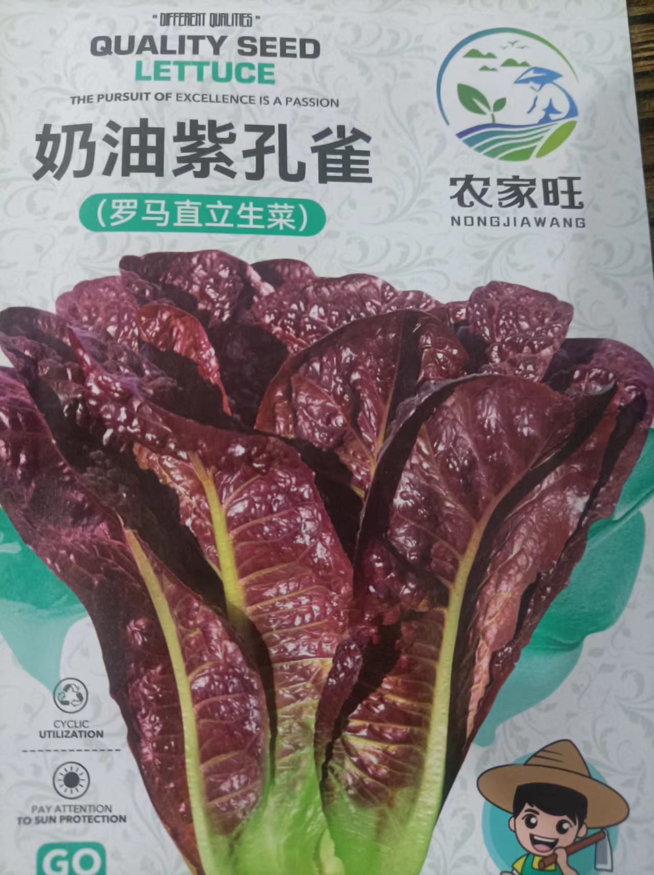 奶油紫孔雀菜种子四季速生甜脆紫红油麦孔雀菜罗马生菜孑